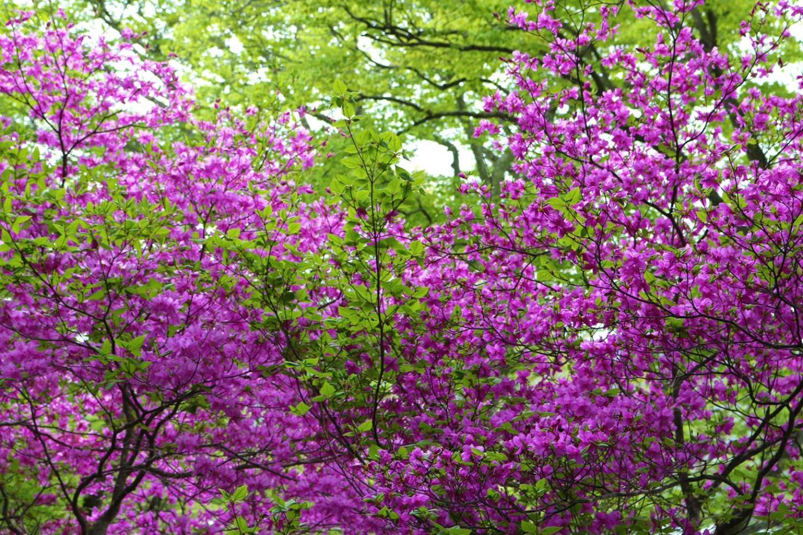 Hatago Nagomi Nikko Exterior photo
